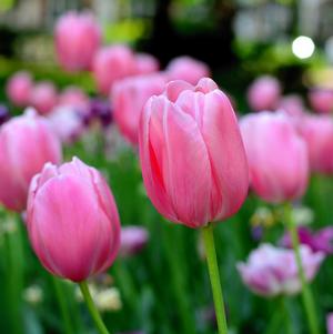 Tulip Darwin Hybrid Pink Pride