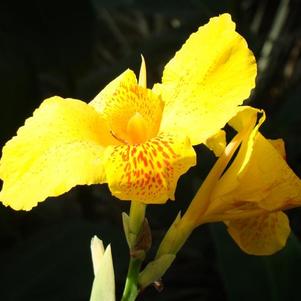 Canna Yellow King Humbert