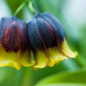 Fritillaria Michailovskyi