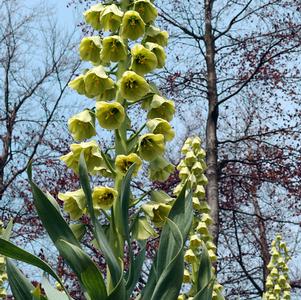 Fritillaria Ivory Bells