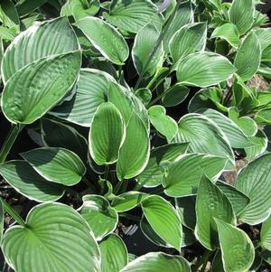 Hosta Francee