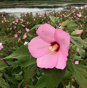 Hardy Hibiscus Luna Rose