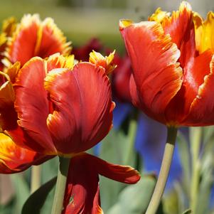 Tulip Parrot Bright Parrot