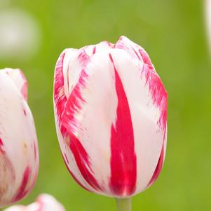 Tulip Single Late Sorbet