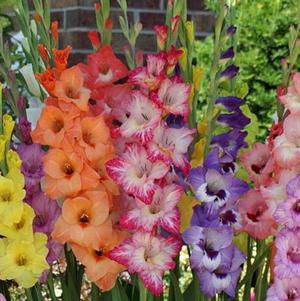 Gladiolus Pastel Mix