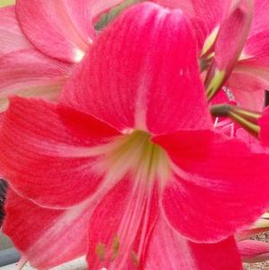 Hippeastrum Holland - Diamond Type Neon