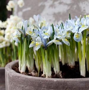 Iris Specie Katharine Hodgkin