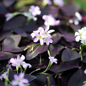 Oxalis Triangularis Regnelli Pink