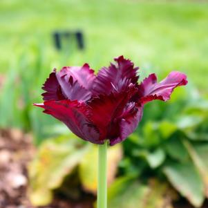 Tulip Parrot Parrot Negrita