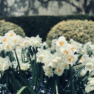 Daffodil Double Acropolis