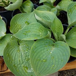 Hosta Drinking Gourd