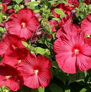 Hardy Hibiscus Luna Red