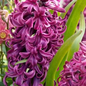 Hyacinth Purple Sensation