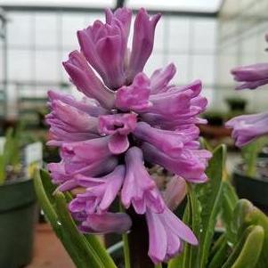 Hyacinth Splendid Cornelia