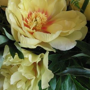 Peony Itoh Bartzella