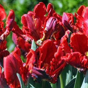 Tulip Parrot Rococo