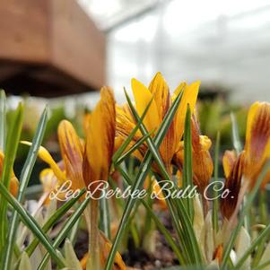 Crocus Orange Monarch