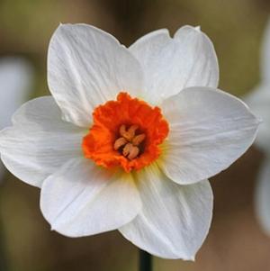 Daffodil Small Cupped Barrett Browning