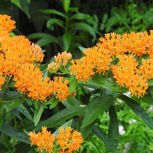 Asclepias Tuberosa