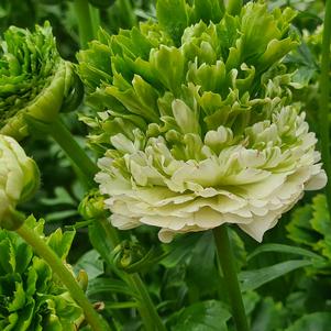 Ranunculus Crown Giverny