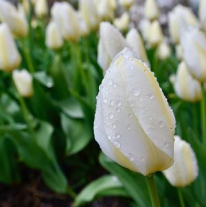 Tulip Darwin Hybrid Angel's Wish