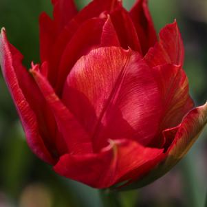 Tulip Double Late Gudoshnik Double