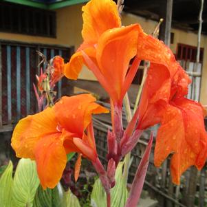 Canna Pretoria