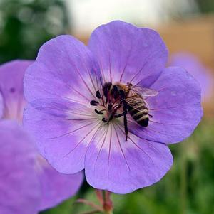 Geranium Brookside