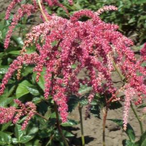 Astilbe Ostrich Plume (thunbergii hyb)