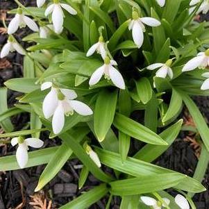 Galanthus 