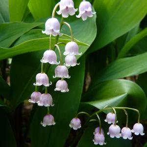 Convallaria Rosea