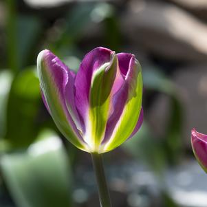 Tulip Viridiflora Nightrider