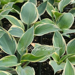 Hosta First Frost