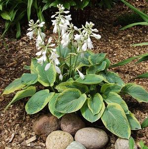 Hosta Maple Leaf