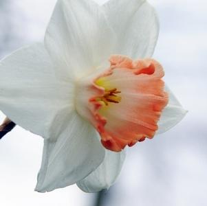 Daffodil Large Cupped Pink Charm