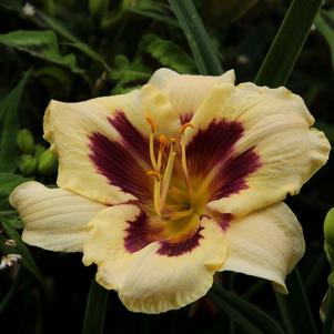 Hemerocallis Longfield Angel