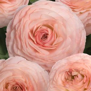 Ranunculus Romance Plage