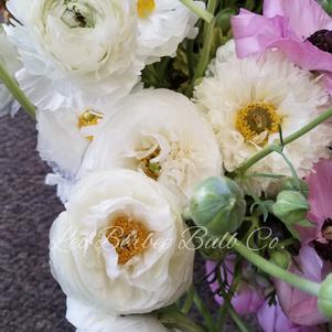 Ranunculus Tecolote White