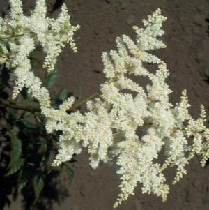 Astilbe Bridal Veil (arendsii hyb)