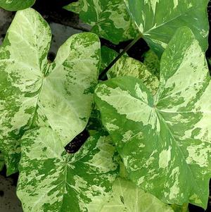 Caladium Variagated Leaf Frog in a Blender