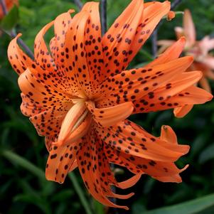 Lilies Asiatic Tiger Lancifolium Flore Pleno