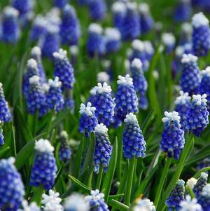 Muscari Mount Hood