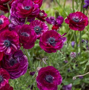 Ranunculus Tecolote Purple