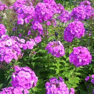 Phlox Paniculata Purple Paradise