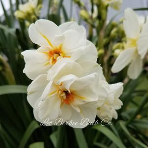 Daffodil Double Sir Winston Churchill