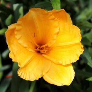 Hemerocallis Bakabana