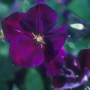 Clematis Jackmanii Superba