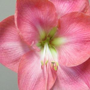 Hippeastrum Holland Dutch Belle