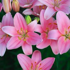 Lilies Asiatic Foxtrot