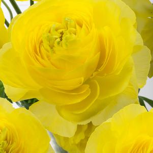 Ranunculus Romance St. Tropez